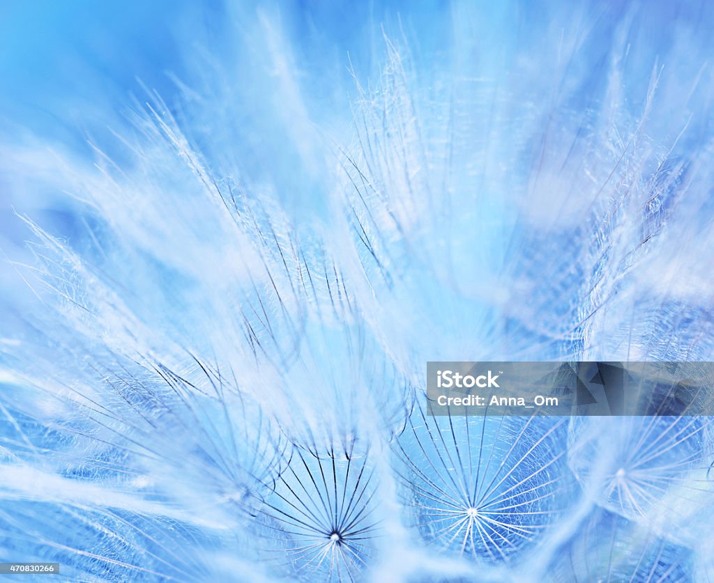 Close-up of dandelion white head weed flower in blue Abstract flower background, macro photo of a gentle blue dandelion backdrop, beauty of nature, spring time season 2015 Stock Photo