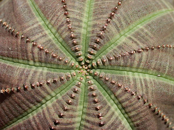 Euphorbia obesea Photos from my garden. beautiful fleshy plant. euphorbia obesa stock pictures, royalty-free photos & images