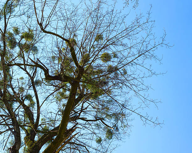 Misletoe Balls of mistletoe growing in a tree on blue sky background knurl stock pictures, royalty-free photos & images