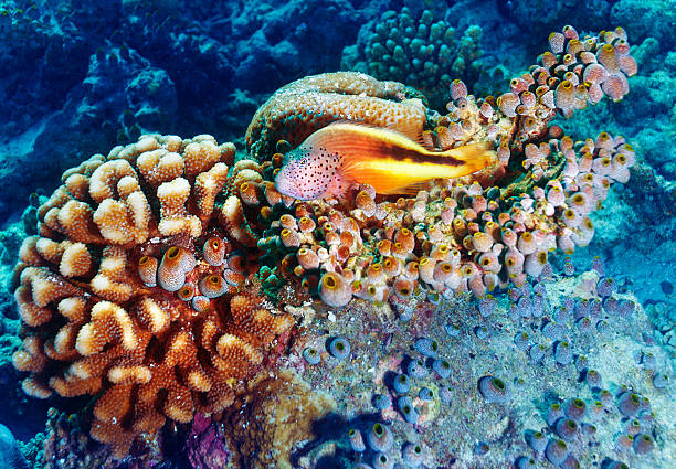 istock Amazing undersea nature 470831560
