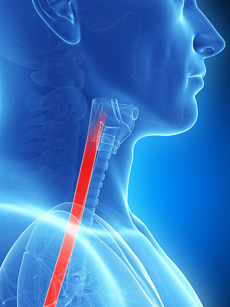 istock An X Ray image of the esophagus 470831855