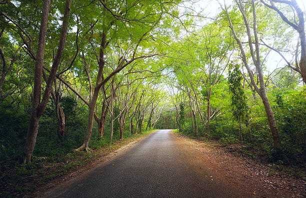 istock Green beech alley on a sunny day. 470832207