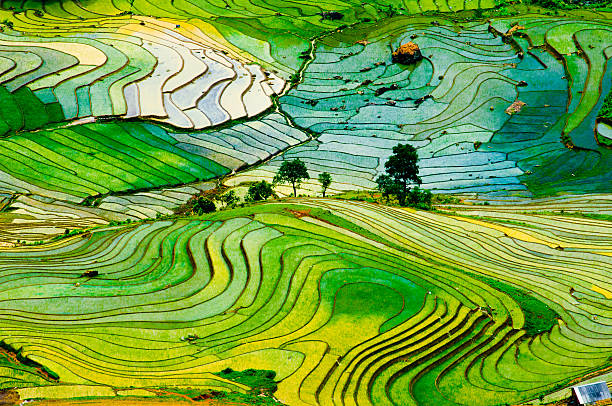 arroz campo terraplenado en vietnam - rice rice paddy farm agriculture fotografías e imágenes de stock