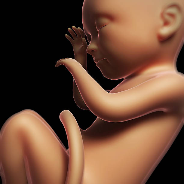 istock human fetus month 9 470833057