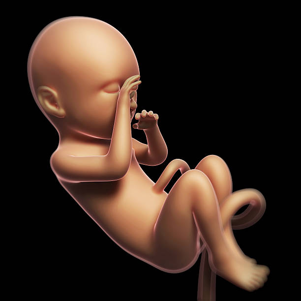 istock Digital image of a human fetus at nine months old 470833069