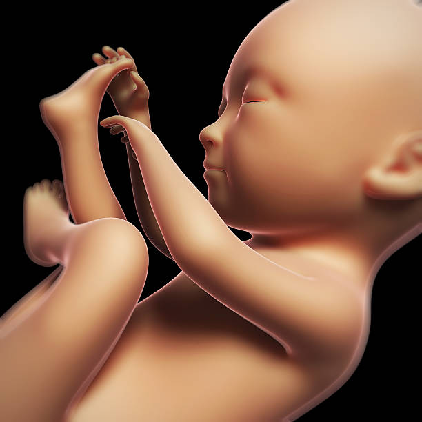 istock human fetus month 7 470833087