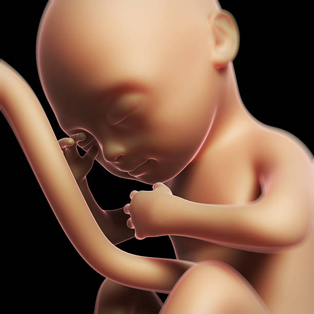 istock human fetus month 6 470833089