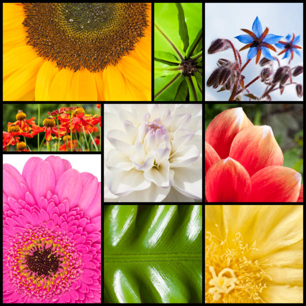 istock Collage of flowers in rectangles 470833193