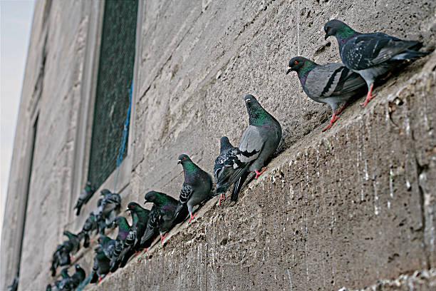 istock pigeons of yeni cami mosque 470833657