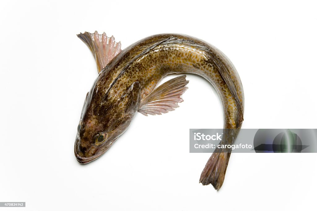 Cod Fish Stock Photo Cod Fish Stock Photo - Download Image Now - 2015, Animal, Animal Body ...