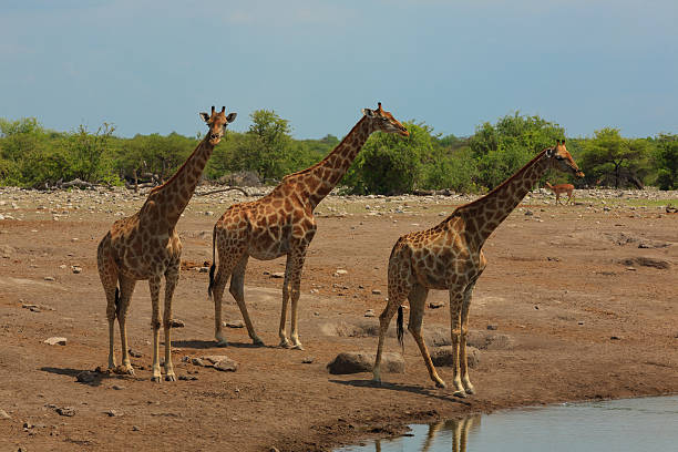 istock Herd of giraffes 470834358