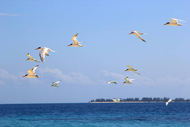 istock Flock of terns flying over the sea 470834398
