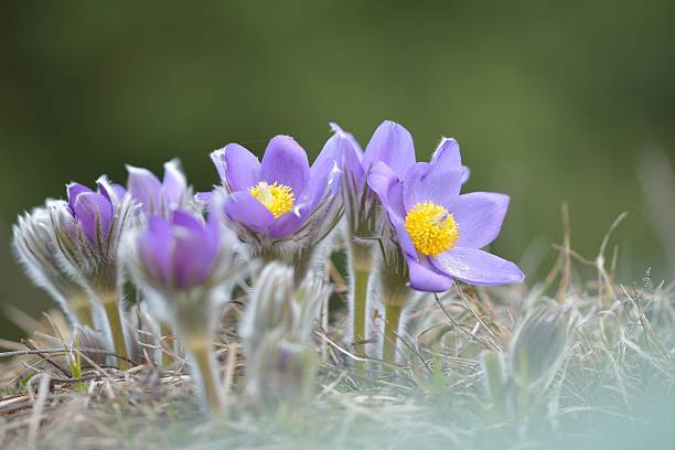 mountain pulsatille (pulsatilla montana) - landscape montana wildflower flower photos et images de collection