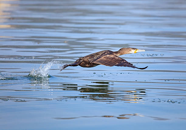 Cormorant flying ower calm water of Skadar lake, Montenegro.