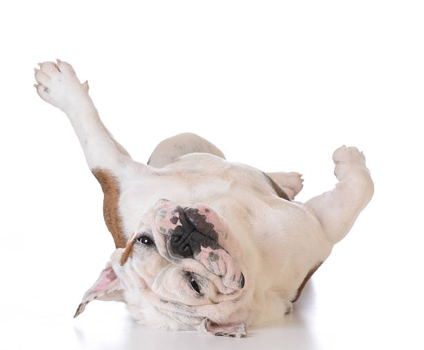 istock Bulldog rolling around on ground trying to itch it's back 470835240