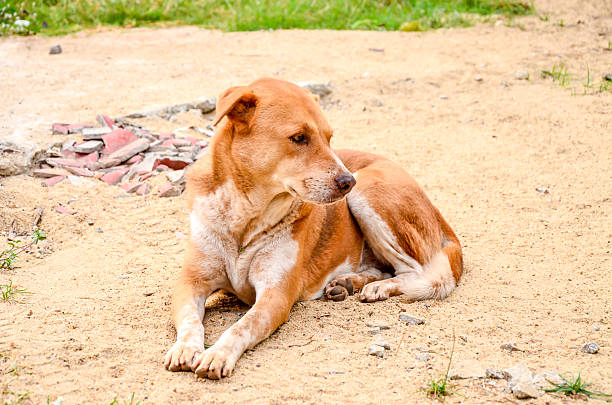 thai pies ustanowić na ulicy - dog lying down tired street zdjęcia i obrazy z banku zdjęć
