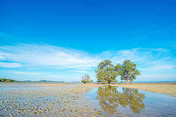 istock mangrove trees in phuket thailand sea 470836073