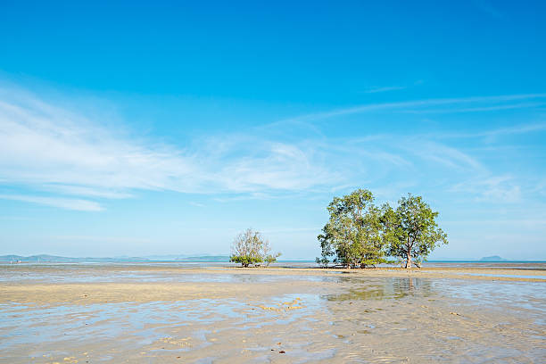 istock mangrove trees in phuket thailand sea 470836235