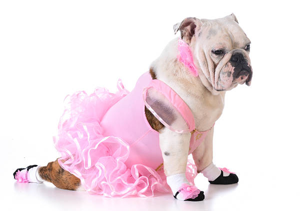 english bulldog in tutu