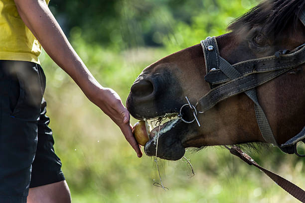 teen лошадь подачи - horse child animal feeding стоковые фото и изображения