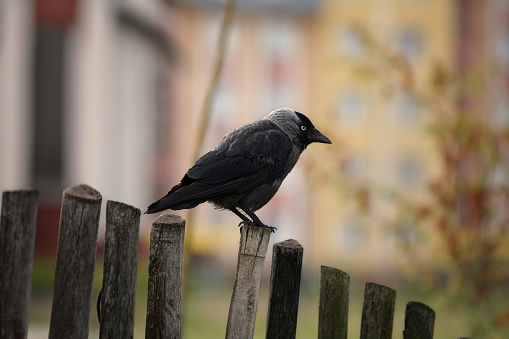 black jackdaw on the fence. Summer, Poland.