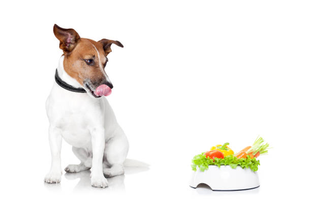 お腹が空いた時に犬用ボウルと健康 - dog vegetable carrot eating ストックフォトと画像