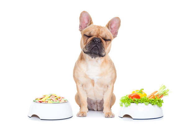istock dog with food choice 470837716