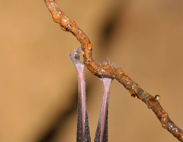 istock Lesser Horseshoe Bat (Rhinolophus hipposideros) hibernation 470837862