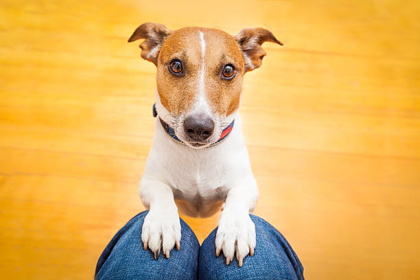 Dog begging by putting front paws on someone's lap jack russell dog ready for a walk with owner or hungry ,begging on lap , inside their home staring stock pictures, royalty-free photos & images