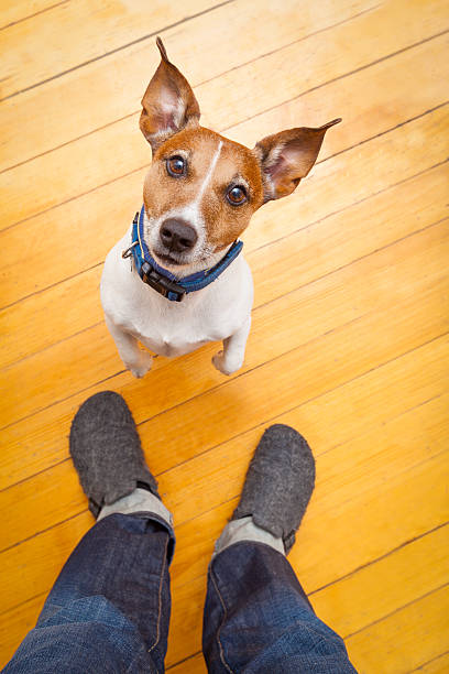 istock A cute dog begging his owner for food 470838520