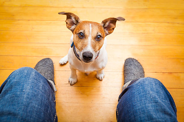 istock A brown and white dog sitting between two feet on wood floor 470838530