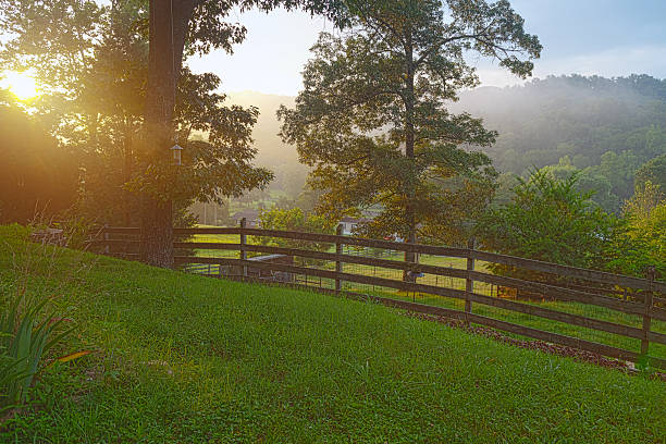 クリントン - oak tree tree grass hdr ストックフォトと画像