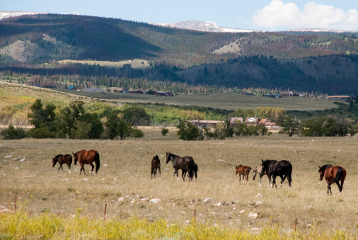 Horses in summer pasture below the Snowy Range near Centennial Wyoming
