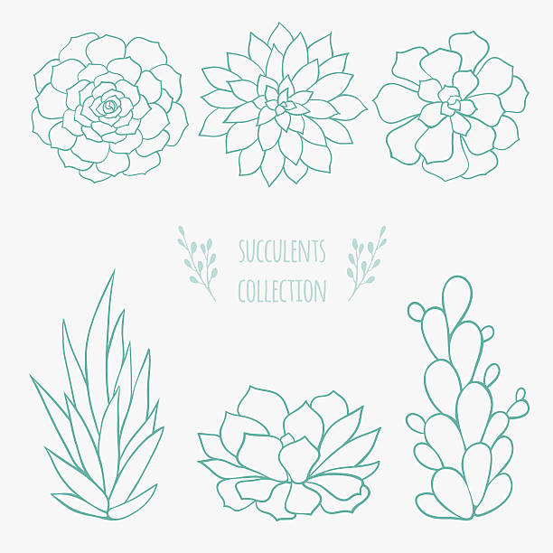 illustrazioni stock, clip art, cartoni animati e icone di tendenza di set di succulents - flower desert single flower cactus