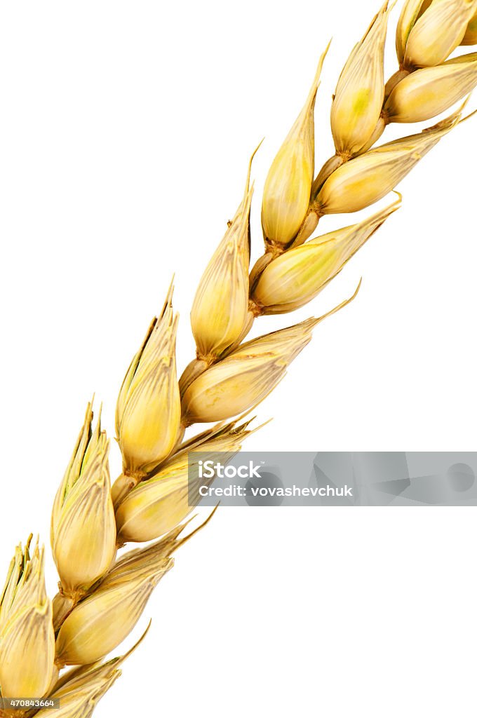 wheat spike wheat spike on white background 2015 Stock Photo