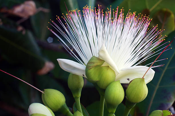 bela árvore de flor esponja de pó barringtonia racemosa - powder puff imagens e fotografias de stock