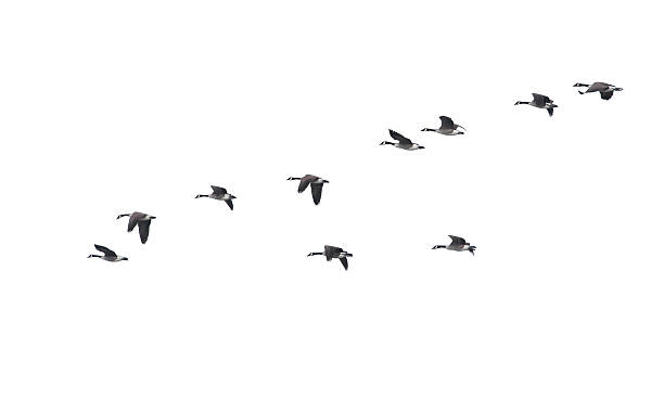 istock Flying geese in v shape isolated on white background 470847082