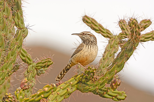 Cactus Wren on a Cholla in the the Chisos Mountains in Big Bend National Park in Texas