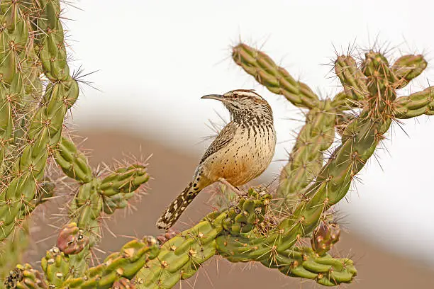 Photo of Cactus Wren on a Cholla in the Desert