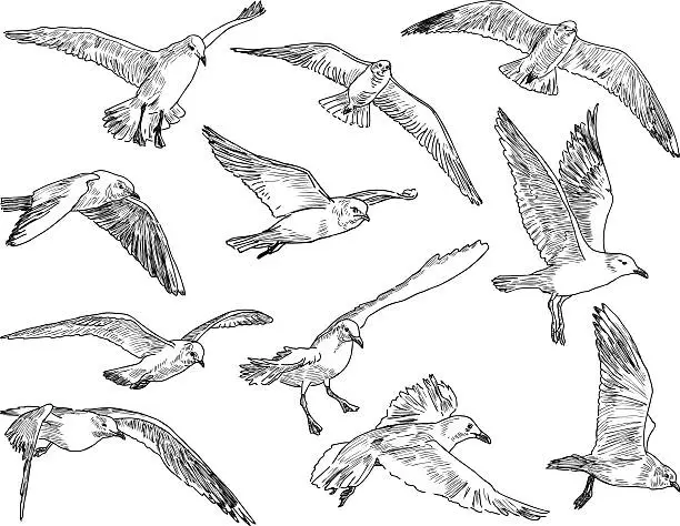 Vector illustration of flock of seagulls