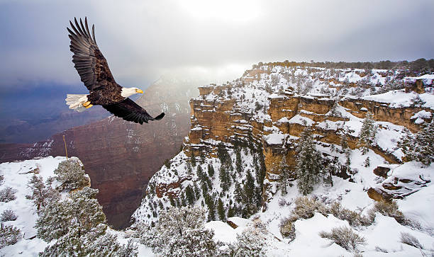 Bald eagle flying above grand canyon Bald eagle flying above grand canyon in the winter eagle bird stock pictures, royalty-free photos & images