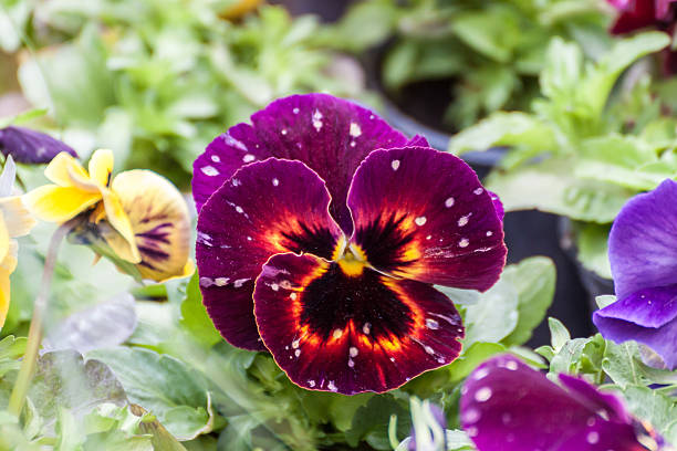 istock Pink, black and yellow Viola flower 470849078