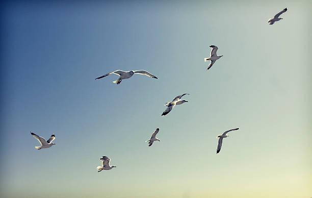 Photo of flying seagulls