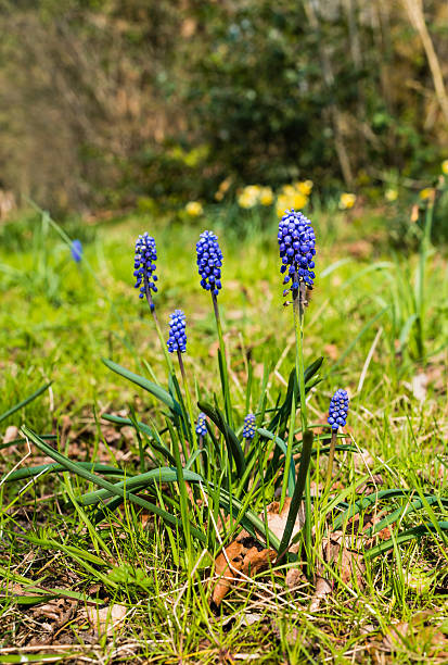 istock Blooming Grape Hyacinths at the edge of a forest 470849608