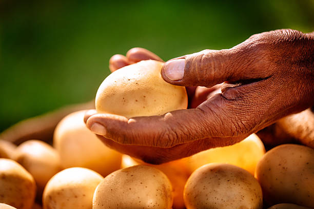 istock Hand holding a fresh healthy potato recently harvested 470850230