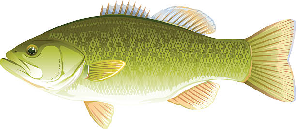 illustrazioni stock, clip art, cartoni animati e icone di tendenza di pesce persico trota - largemouth bass