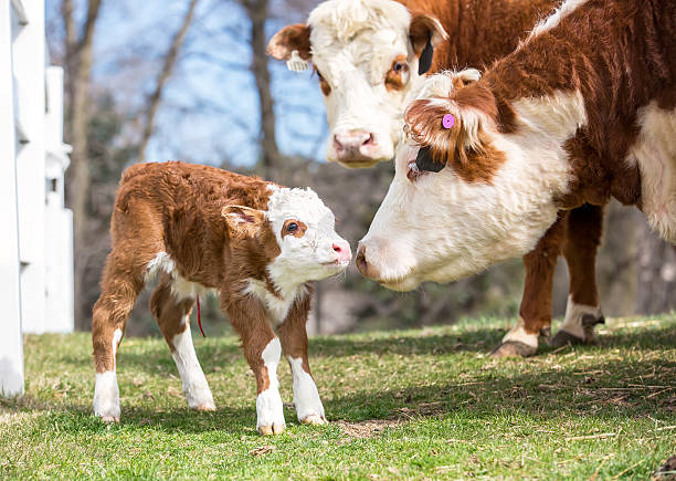 istock Hereford Cow Checking Out Newborn Brown & White Calf 470851552