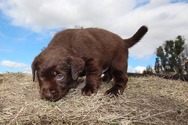 istock LABRADOR RETRIEVER PUPPIES 470851758