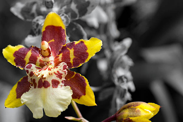 Cambria Orchid stock photo