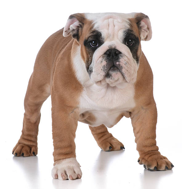 istock bulldog puppy 470855130